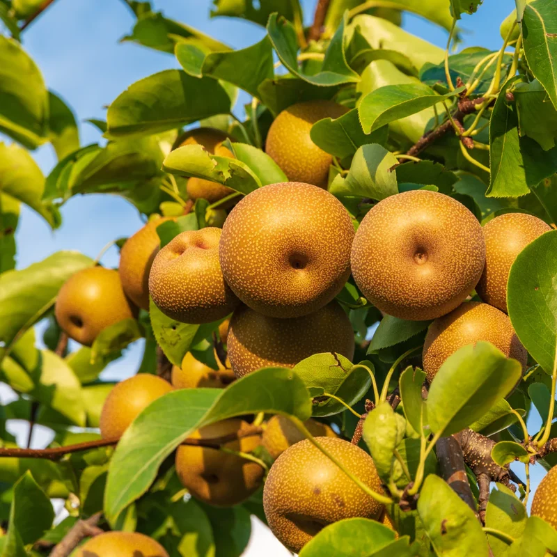Asian Pear Fruit Seeds