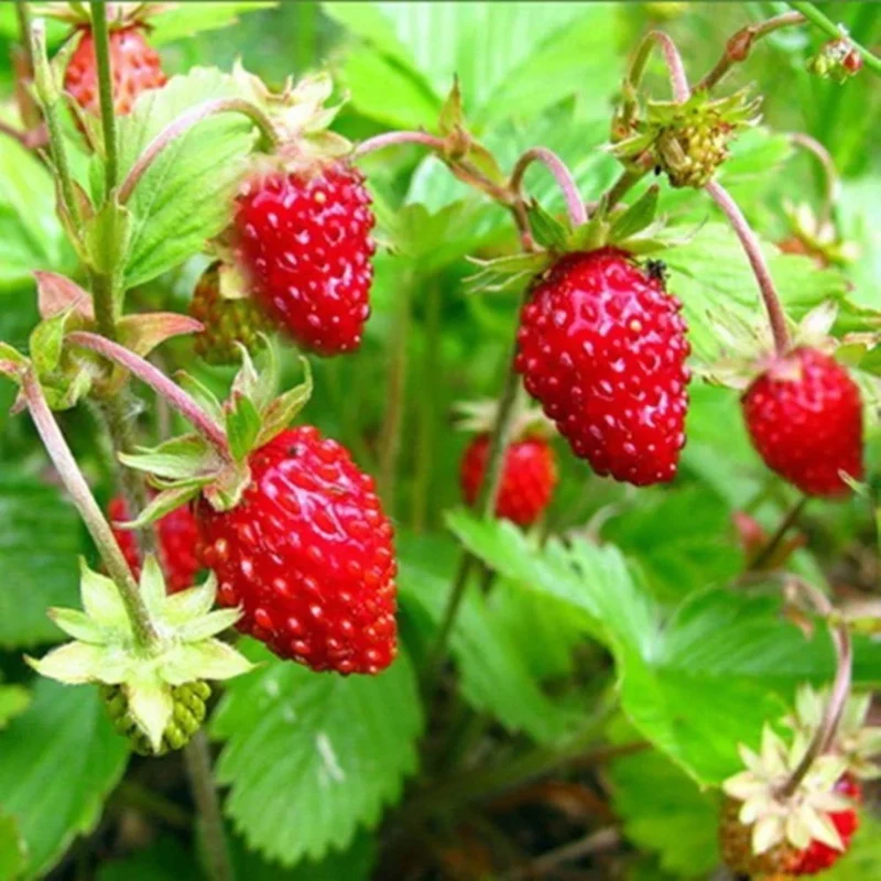 Alexandria Strawberry Seeds