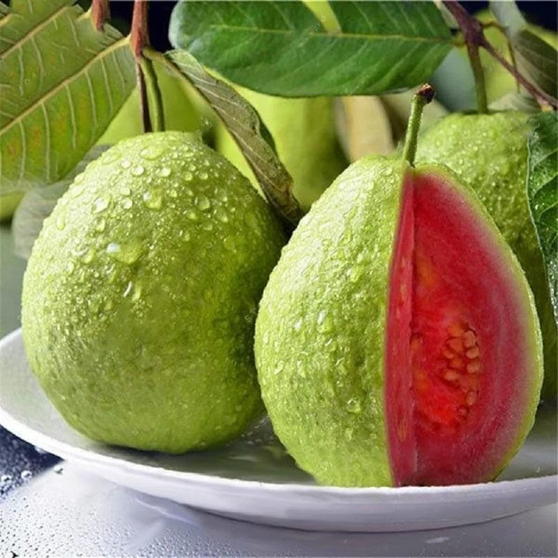 Guava Fruit Seeds