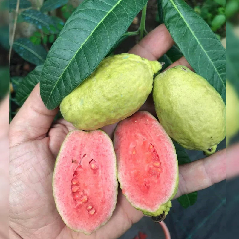 Guava Fruit Seeds