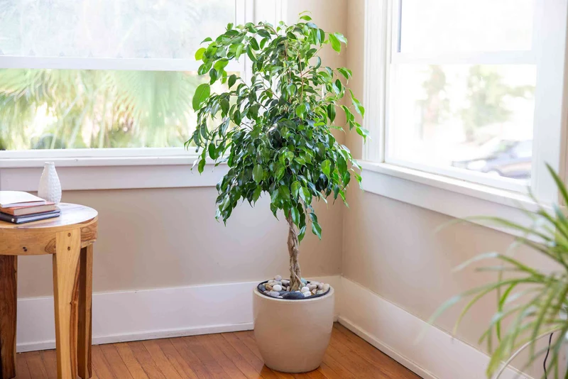 Weeping Fig Houseplant Seeds