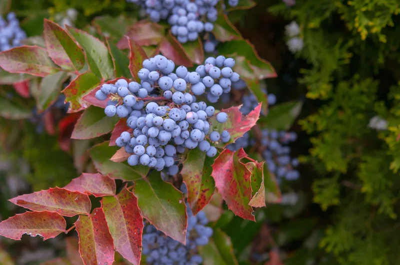 Oregon Grape Holly Vine Seeds