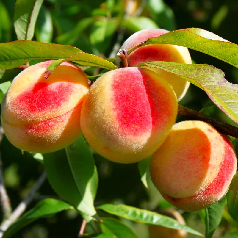Nemaguard Peach Fruit Seeds