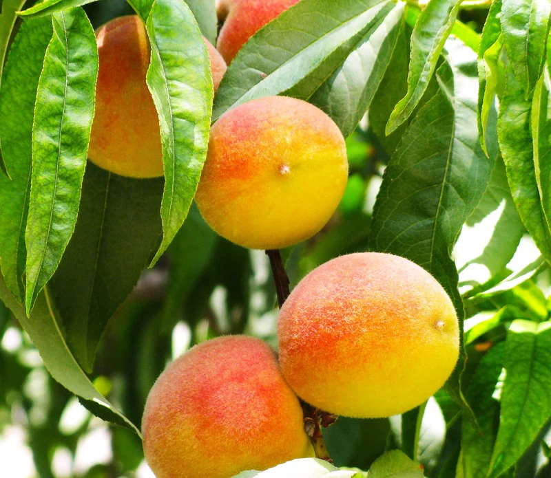 Nemaguard Peach Fruit Seeds