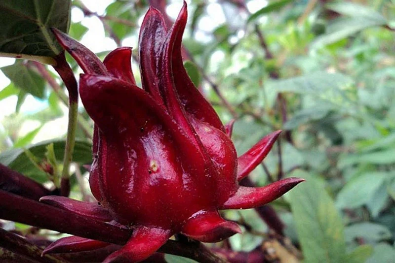 Roselle Hibiscus Seeds – Red Calyx, Hardy & High-Yield Variety