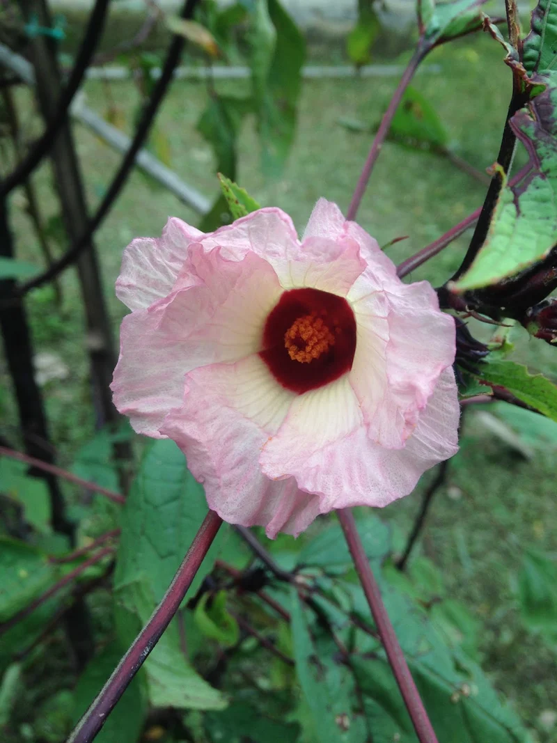Roselle Hibiscus Seeds – Red Calyx, Hardy & High-Yield Variety