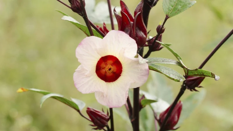 Roselle Hibiscus Seeds – Red Calyx, Hardy & High-Yield Variety