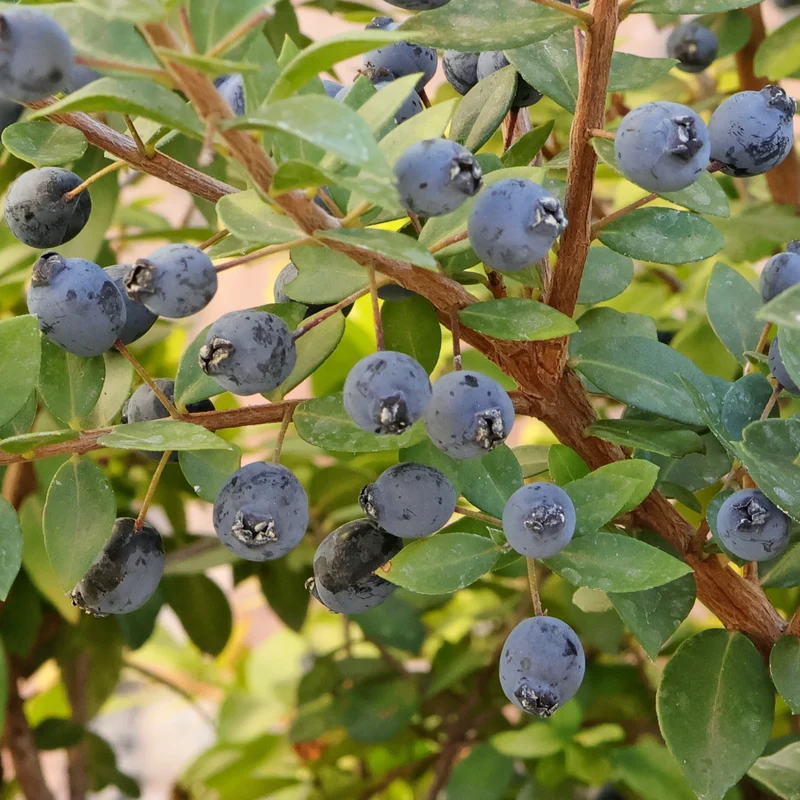 True Myrtle Seeds
