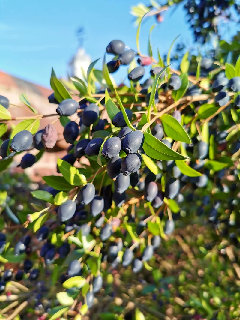 True Myrtle Seeds