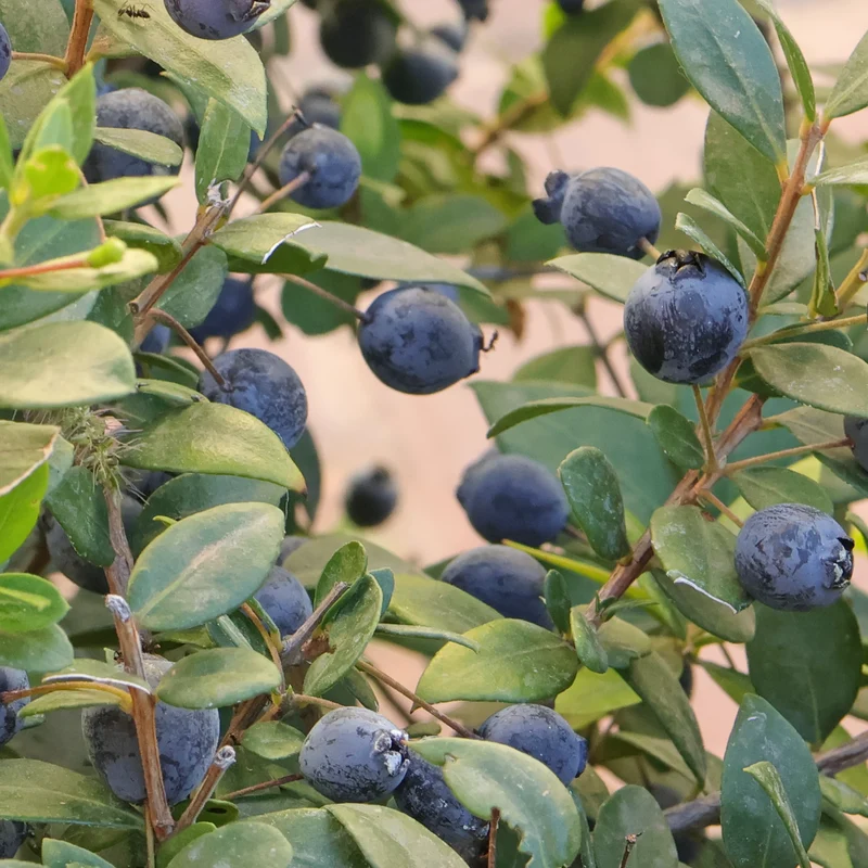 True Myrtle Seeds