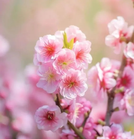 Flowering Almond Seeds – Ornamental Garden Shrub for Beautiful Spring Blooms