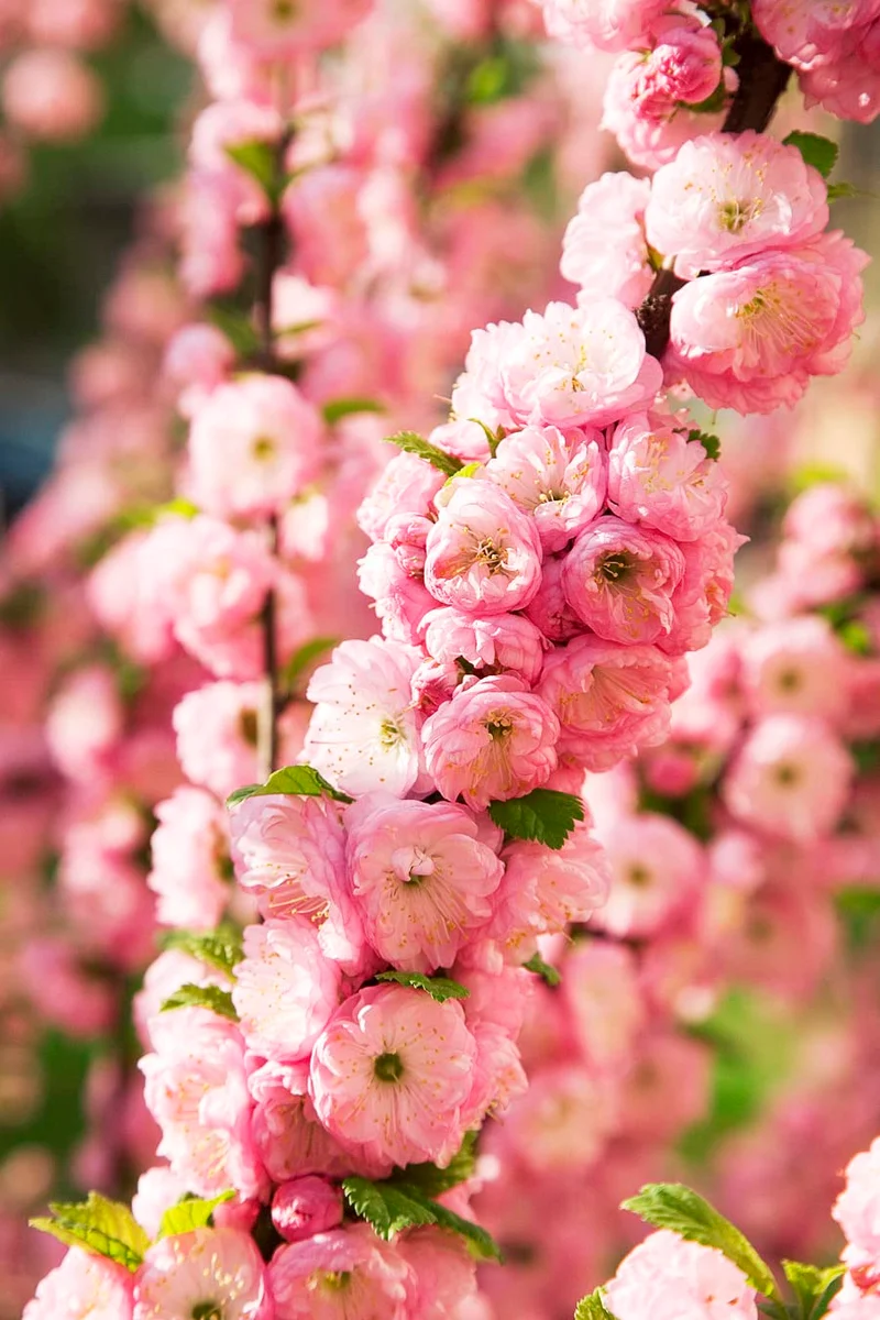 Flowering Almond Seeds – Ornamental Garden Shrub for Beautiful Spring Blooms