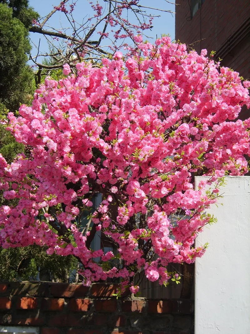 Flowering Almond Seeds – Ornamental Garden Shrub for Beautiful Spring Blooms