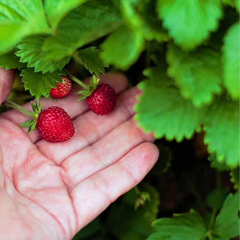 Rügen Strawberry Everbearing Seeds