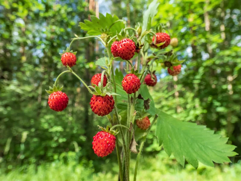 Rügen Strawberry Everbearing Seeds