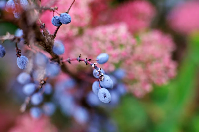 Nannyberry Sweet Viburnum Seeds