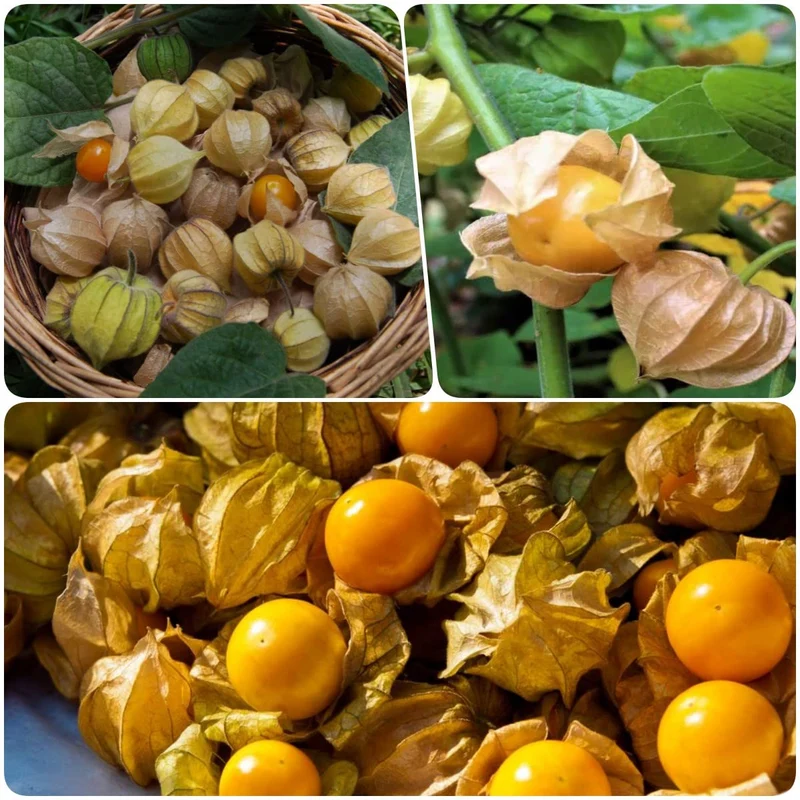 Pineapple Tomatillo Fruit Seeds