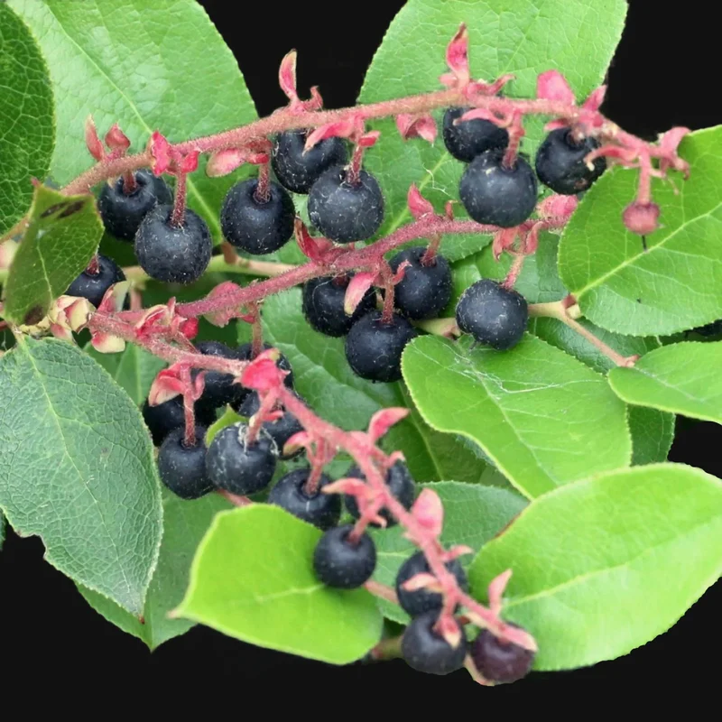 Salal Berry Fruit Seeds