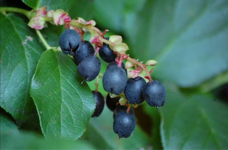 Salal Berry Fruit Seeds