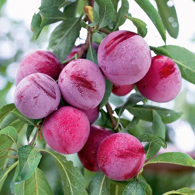 Beach Plum Fruit Seeds
