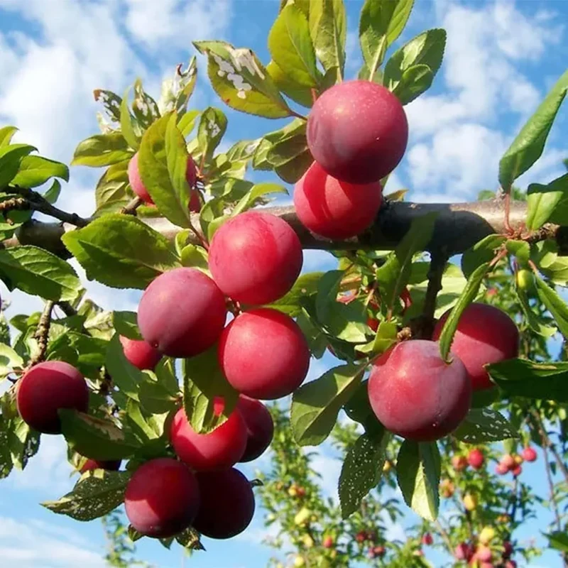Beach Plum Fruit Seeds