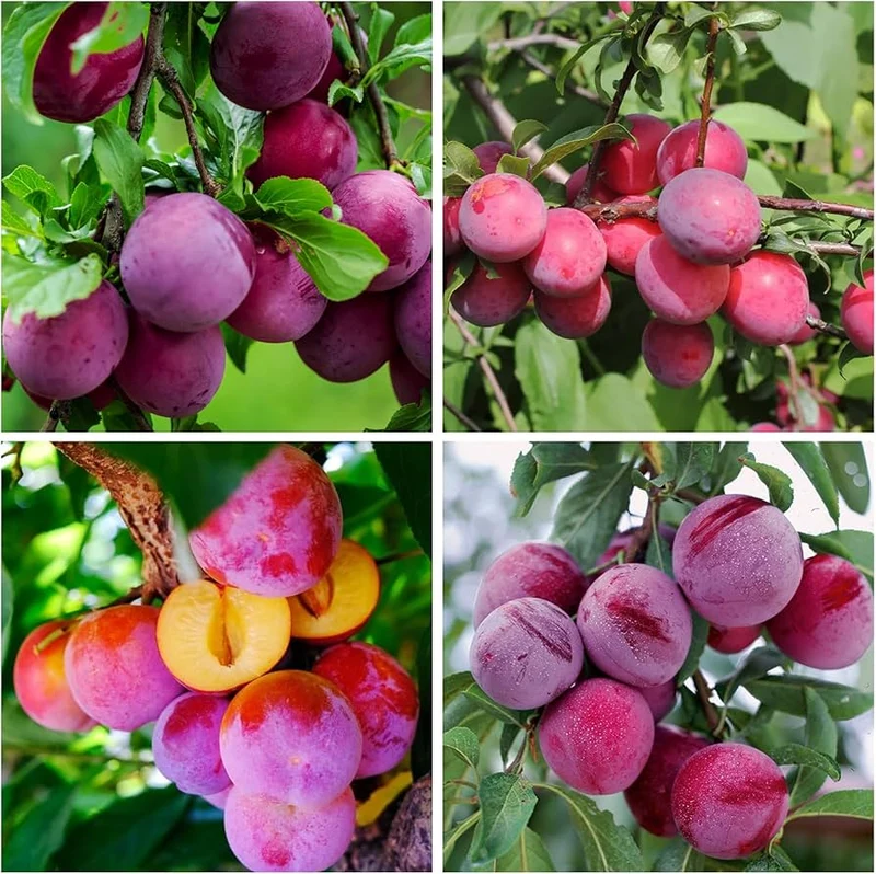 Beach Plum Fruit Seeds