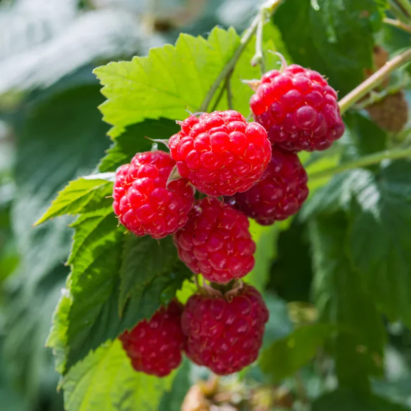 Australian Raspberry Fruit Seeds