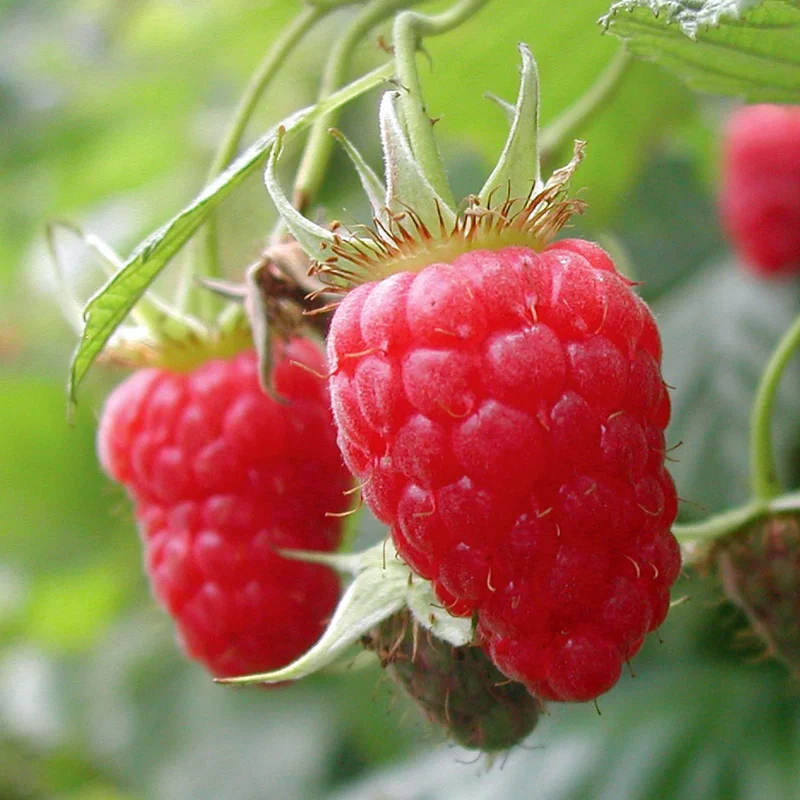 Australian Raspberry Fruit Seeds