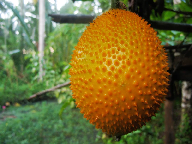 Gac Fruit Seeds