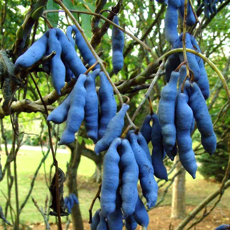 Blue Sausage Fruit Seeds