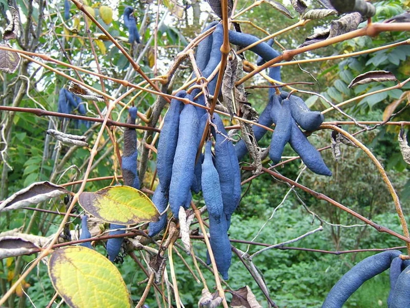 Blue Sausage Fruit Seeds