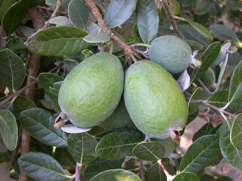 Pineapple Guava Fruit Seeds