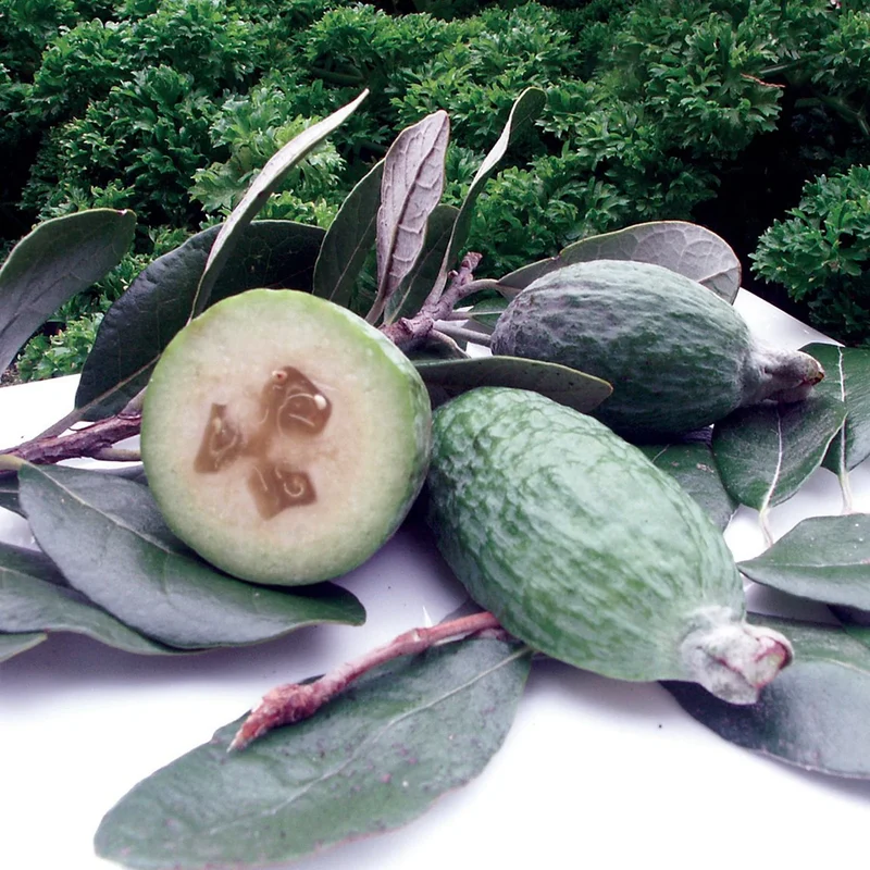 Pineapple Guava Fruit Seeds