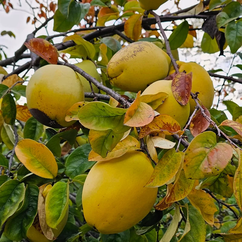 Chinese Quince Fruit Seeds