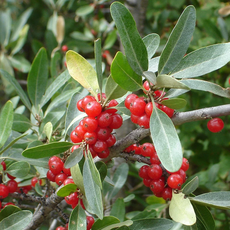 Silver Buffaloberry Fruit Seeds