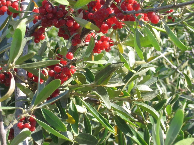 Silver Buffaloberry Fruit Seeds