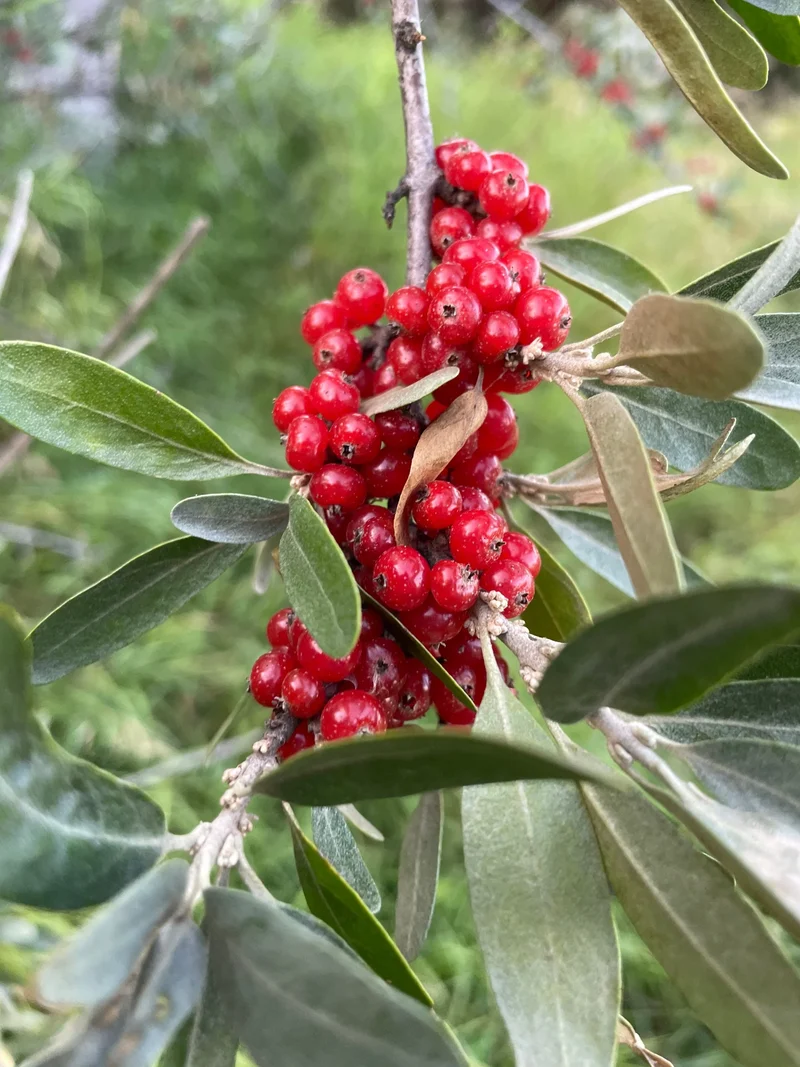 Silver Buffaloberry Fruit Seeds