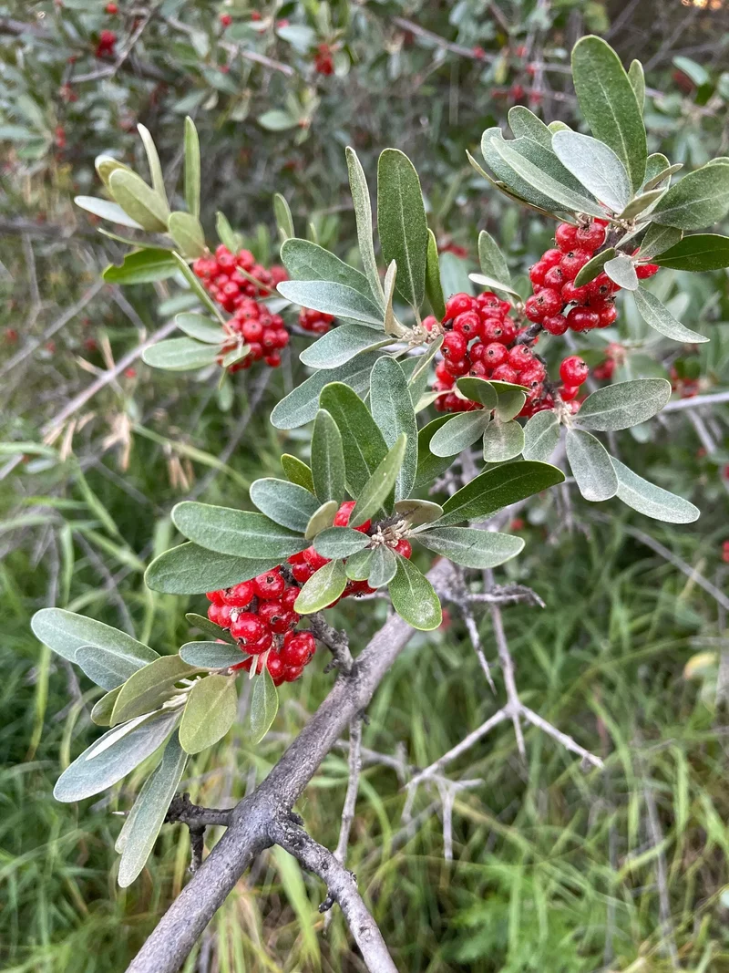 Silver Buffaloberry Fruit Seeds