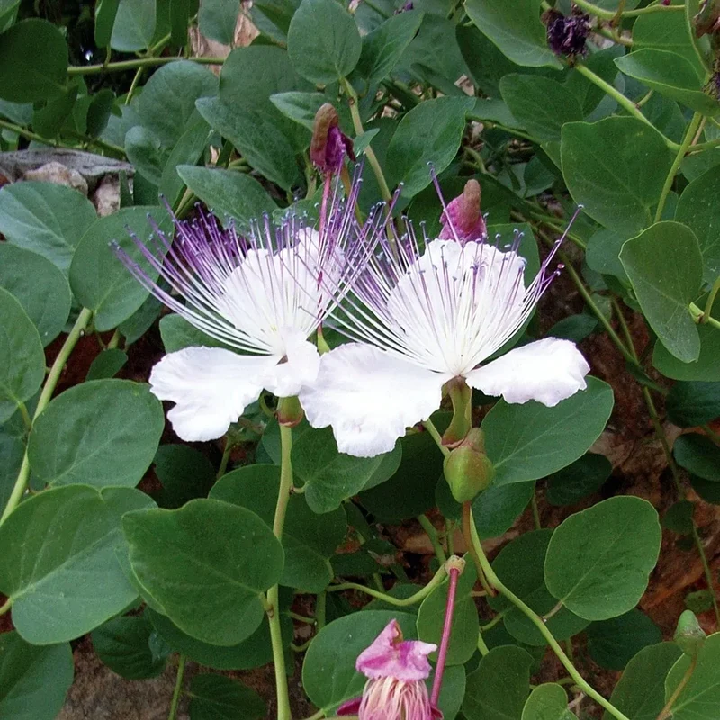 Caper Bush Seeds