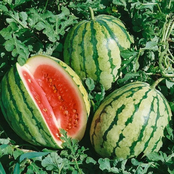 CAL Sweet Supreme Watermelon Fruit Seeds