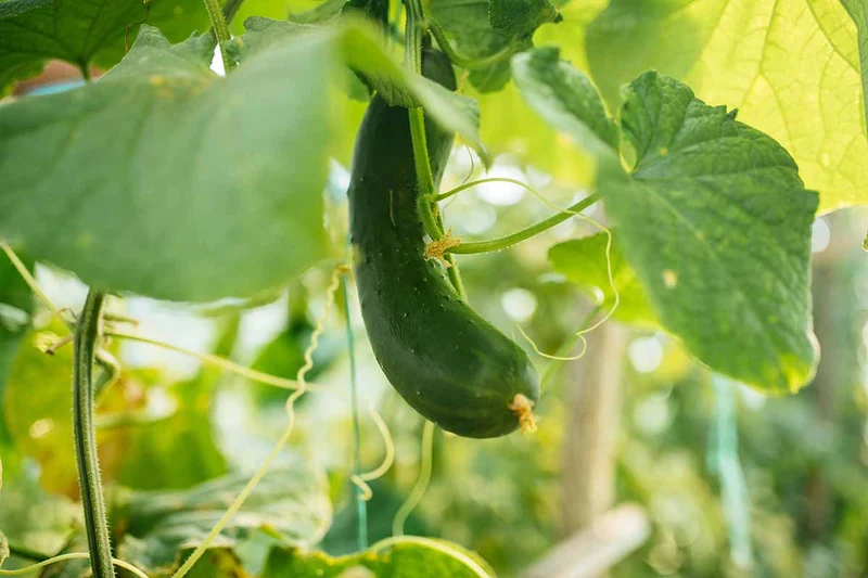 Long Green Improved Cucumber Seeds