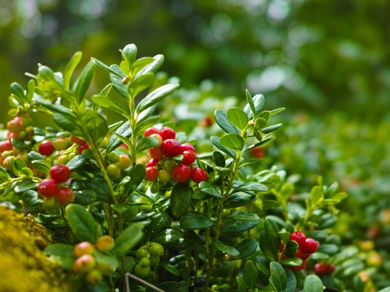Perennial American Cranberry Fruit Seeds