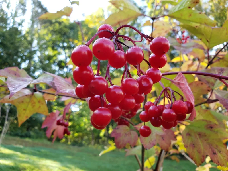Perennial American Cranberry Fruit Seeds