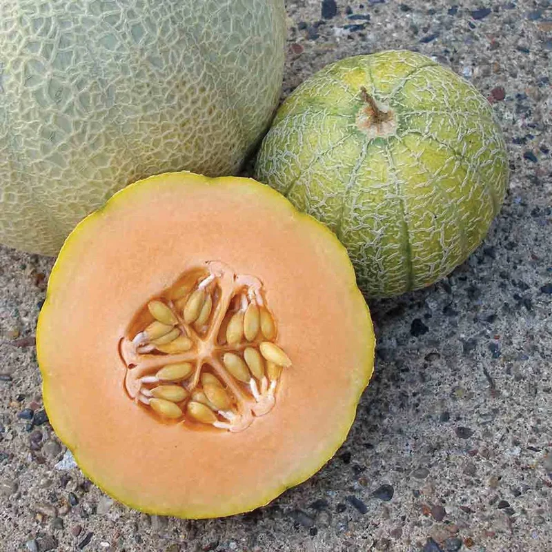 Minnesota Midget Cantaloupe Seeds