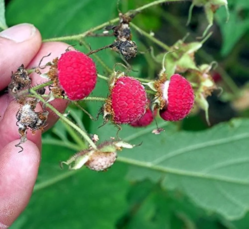 Purple Flowering Raspberry Fruit Seeds