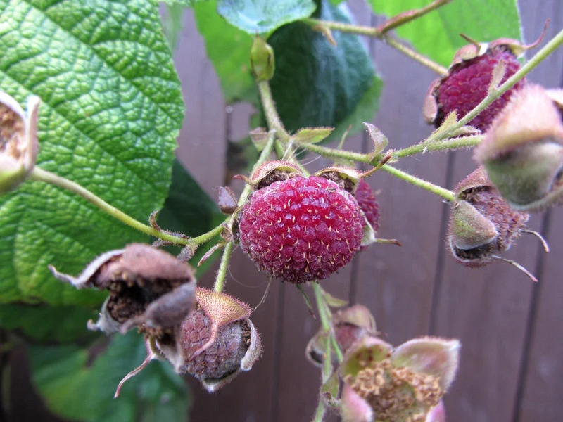 Purple Flowering Raspberry Fruit Seeds