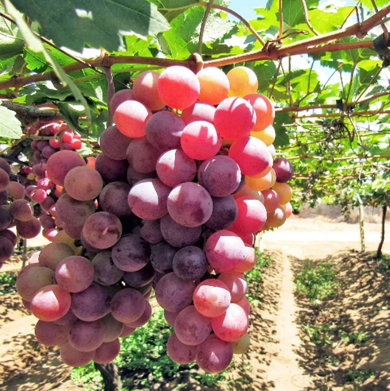 Giant Red Globe Grape Fruit Seeds