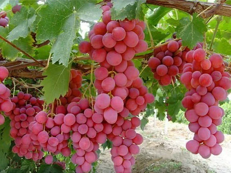 Giant Red Globe Grape Fruit Seeds