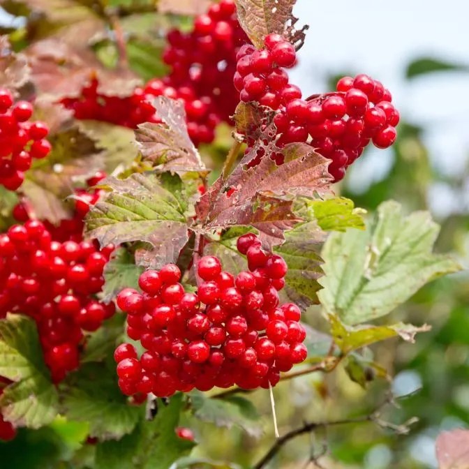 American Highbush Cranberry Fruit Seeds