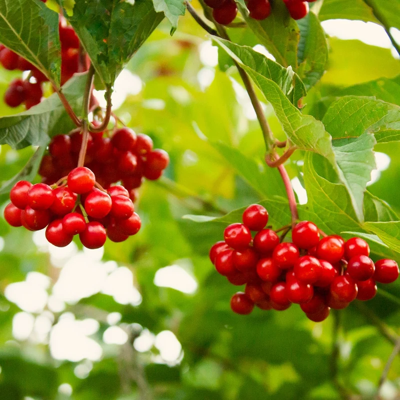 American Highbush Cranberry Fruit Seeds